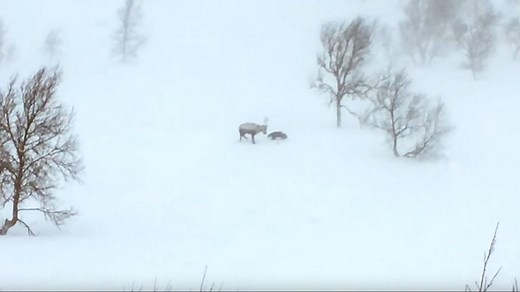 Un glouton attaque un renne (Norvège)
