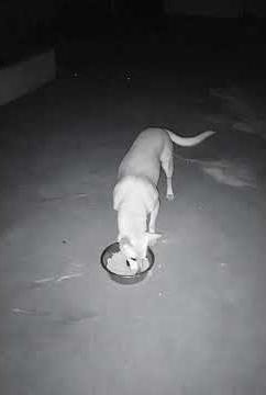 3 AM CCTV: Tiny Puppy’s Secret Midnight Feast 🐾