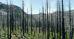 Flying Through Blackened Burned Trees From Forest Fire Drone Aerial