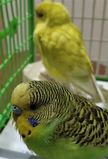 Bird's life😭#birds #lifestyle #angry #angel #cutiepie