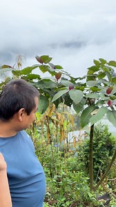 Tamarillo Tree/🍅 | Binod Rai