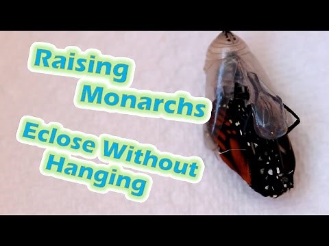 Raising Monarchs - Eclose Without Hanging (Help The Monarch Butterfly)