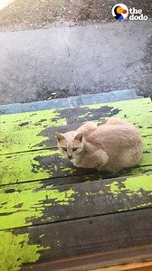 1.4M views · 81K reactions | Woman finds out her new house comes with 5 stray cats — so she changes her plans to convert the shed into a gym  | The Dodo | Facebook