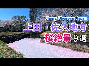 4K Top 9 Best Cherry Blossom Viewing Spots at Ueda and Saku Areas, Japan
