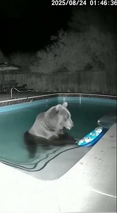 Security Cam Catches Uninvited Pool Guest! 🐻