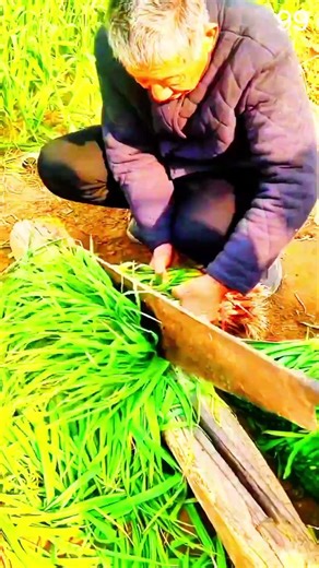 Hands Bundling Fresh Grass During Farm Harvest Work #shorts