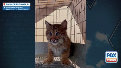 Watch: Feisty bobcat kittens growl at handlers during feeding time at wildlife clinic