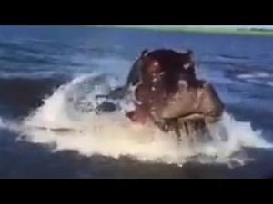 Boat tour almost devoured by hippo