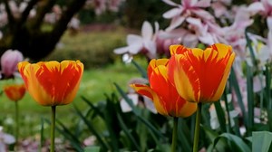 Tulips, Two Tone, Flower. Free Stock Video