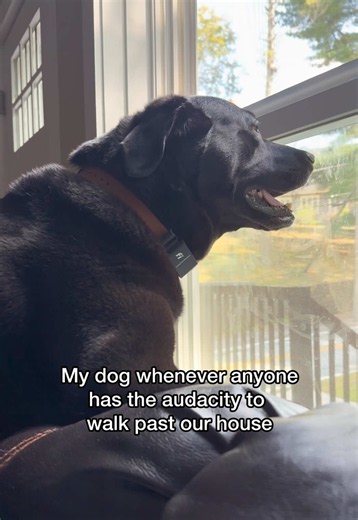 He’s ready to throw paws at the end😤😆 #dogsoftiktok #labradorretriever #funnydogvideos #funnydogsoftiktok #labradors