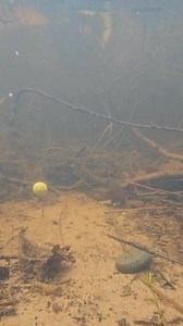 188K views · 440 reactions | Using dissolving rig foam in carp...