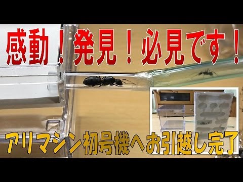 【アリ飼育観察 感動！クロオオアリのコロニーお引越し（移動）方法】（くろねこアリチャンネル）