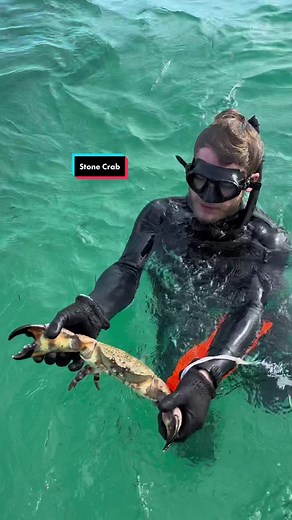 One of the most expensive foods in the world in our backyard. This does not harm the crab, Stone Crabs regrow their claws so we can catch them again, as long as the claws are taken off properly! #crab #food #florida #shark #snapper #grouper #boat #animals #wildlife #lobster #diving #animals #miami