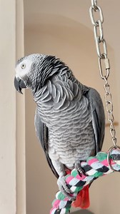 He woke up & treated me to his opera singing 🎵🎵🎤🎤 #parrot #talkingparrot #birds #funnyanimals #africangrey #funnypets | Cruztheafricangrey
