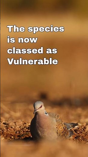 Europe Lost 78% of This Bird… #wildlife #Conservation #Birds #TurtleDove