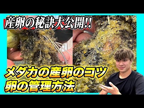 【メダカの産卵〜卵の孵化】メダカを繁殖させるコツ!!産卵の秘訣から卵の管理管理まで詳しく解説します!