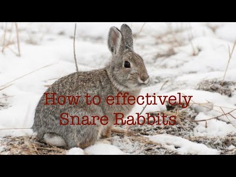 Rabbit Snaring 101