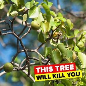 Don't think a tree can kill you? Then you clearly haven't watched today's insane video about a Death Tree that can literally kill you in multiple ways. Where does this death tree grow? Florida, of course! Check out what makes this tree so deadly right here! | The Infographics Show