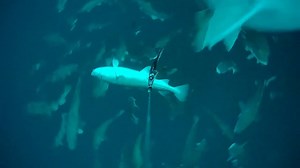 Fishing: Under Water footage from Nothern Norway Credit: Camp Halibut Sørøya #norway #norge #nature #fishing #naturelovers #halibut #fishing #halibutfishing #northernnorway | Norway: Blessed with Nature