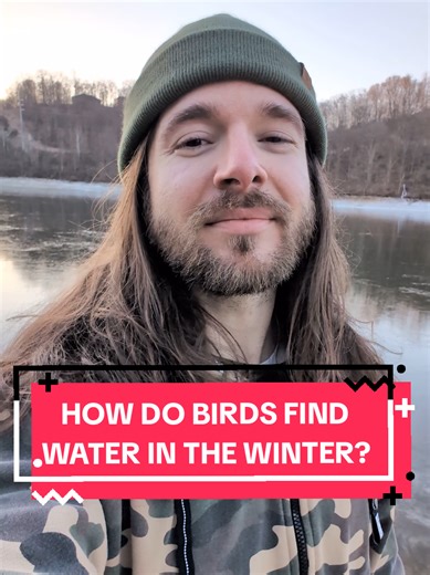 How Birds Find Water in Winter