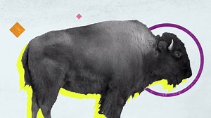 1.1K views · 55 reactions | Think bison and buffalo are the same thing? Think buffalo are the iconic animals of the American West? Think again! Learn the difference between the two in this #Demystified video! | Encyclopaedia Britannica | Facebook