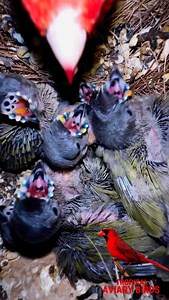 SLOWMOTION! Take the time to see how it works🤩 The male gouldian finch feeding seeds and egg good for his six growing chicks😃 The world is amazing❤️❤️❤️ #birds #bird #aviary #nature | Tropical Aviary Birds - Torben Dehlholm