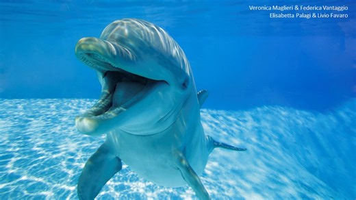 Dolphins 'smile' at each other when they play and to avoid misunderstanding, study finds