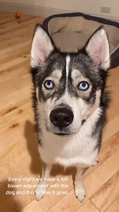 7.1K views · 351 reactions | The nightly argument with a crazy husky #husky #huskypuppy #huskylove #huskylife #huskies #huskiesofinstagram #huskiesofinsta #huskiesofig | The Moriarty Family | Facebook