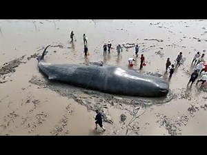 Stranded 20-meter sperm whale rescued