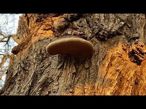 Bracket or shelf fungus on trees