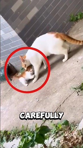 You won’t believe how this mother cat reacted after finding her lost kitten! #kitten