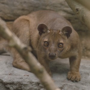 21K views · 2.4K reactions | The fearless fossa. | San Diego Zoo | Facebook
