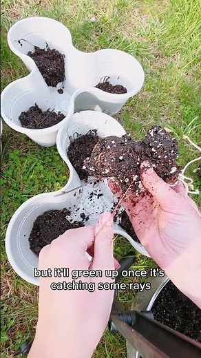 Planting Strawberry Crowns in Pots | Quick Deck Garden 🍓