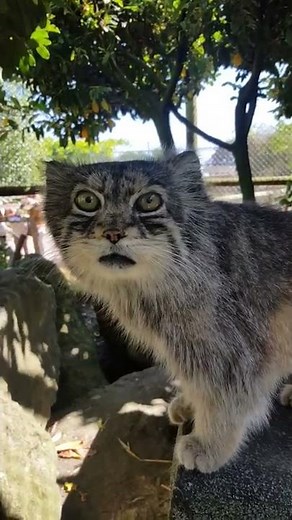 Grumpy Pallas's cat
