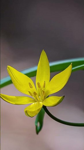 Beautiful Spring Flowers in 4K 🌸 | Peaceful Nature Video