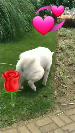 Mili marking territory