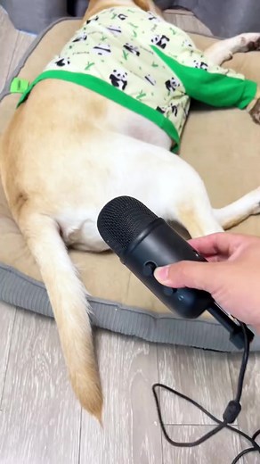 狗子这屁在放屁界，那也是相当炸裂的… #拉布拉多 #狗狗 #dog #funnyvideos #reels #reelsfb #reels2024 #doglover | 毛孩子快乐视频