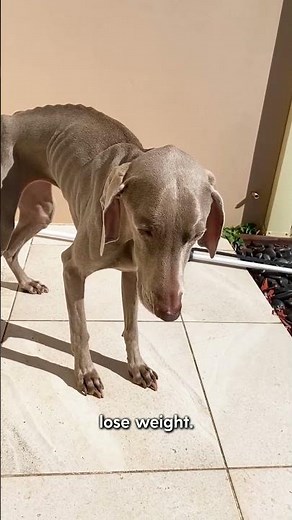 Watch This 'Skeleton' Dog's Transform | The Dodo