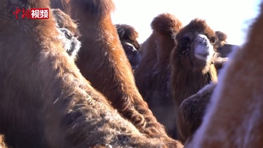 #Camel races kicked off in China's Inner Mongolia on Tuesday. #ChinaWinterCharm | China News 中国新闻网