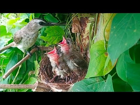 Baby birds grow very fast Mother birds need a lot of food.