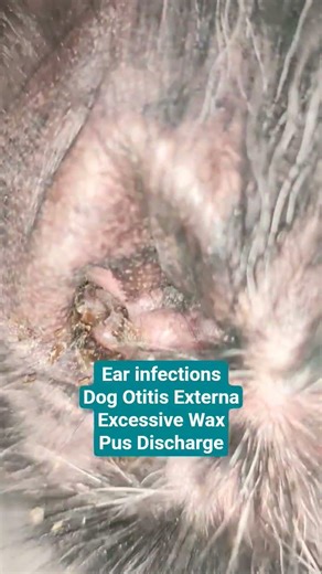 Why do my dog ears contain excessive wax discharge pus smelly dog ears Pain itchy flapping ear Infec
