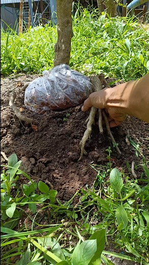 Utilizing premna roots for samsip learning materials 💪 #bonsaitree | Imelda Bonsai
