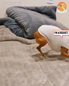 What he lacks in size, he makes up for in energy. 🐶⚡️ | Tips From the Good Boy