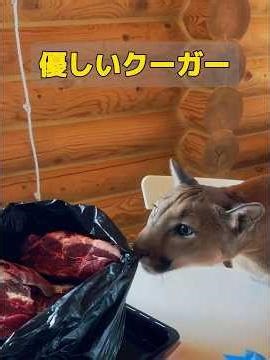 A man rescued a puma that was about to give birth. #animals #uniquespecies #animals #resonance #n...