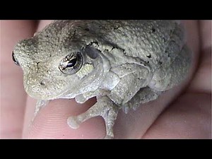 KY Wildlife Gray Tree Frog