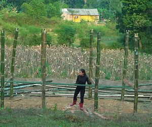 Cutting Bamboo, Chiseling Termites, Digging soil To make a frame - Young Girl and bamboo house | Mother Life