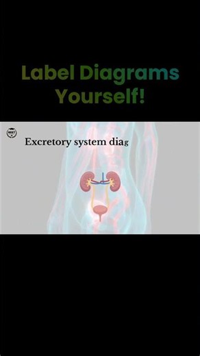 Label the Kidney Diagram Yourself! | NEET Biology | NCERT Biology | Dr. Rajeev Sir