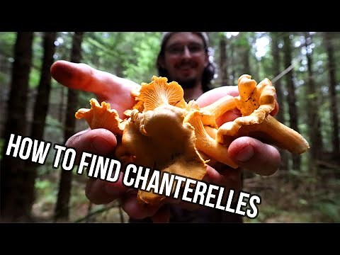 Where to Find CHANTERELLES - How to Identify Wild Mushrooms - Early FALL 2021 FORAGING!