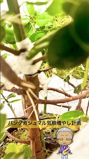 パンダガジュマルの気根を出そう！ #ガジュマル #botanical