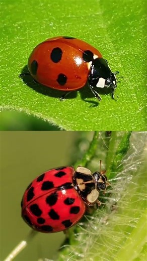These ladybug imposters are swarming some homes in New Jersey